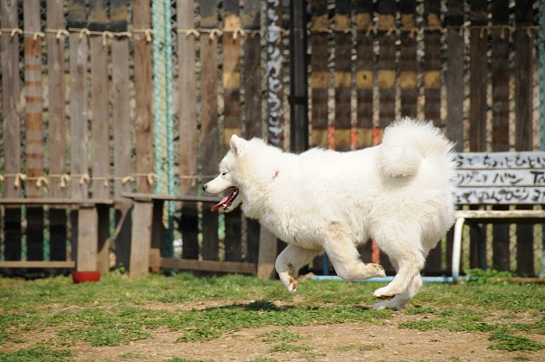 とぶき　200903 15_c0109780_20265231.jpg