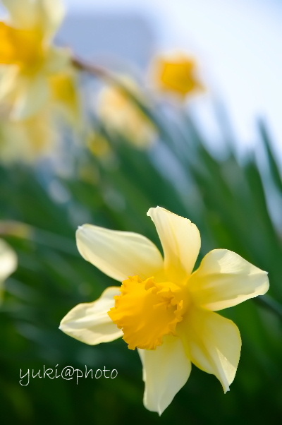 Narcissus_c0155680_20594041.jpg