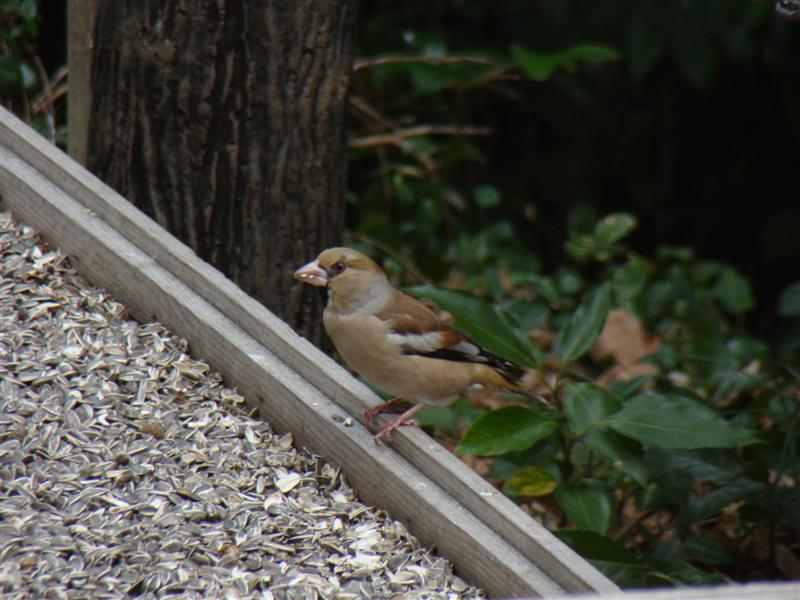 続　野鳥の森_e0166481_21135497.jpg