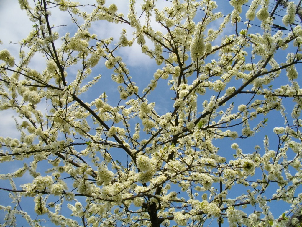 桜以外の花_a0078986_8461644.jpg