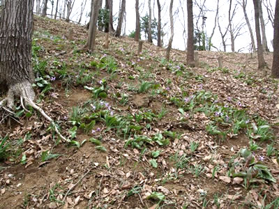 花と山野草/八王子のカタクリ_b0123486_15101986.jpg