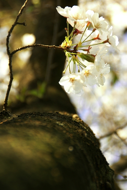 桜の恩返し？_f0189086_22354079.jpg