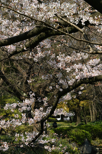 見頃の桜・・・日比谷公園_d0069398_21402658.jpg