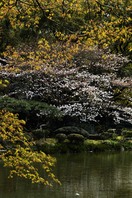 見頃の桜・・・日比谷公園_d0069398_21404475.jpg