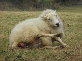 まさかエイプリルフールデーがこんな日にはなるとは 羊の出産 イギリス ウェールズの自然なくらし