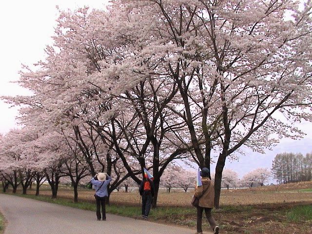 地域の花巡りピースウォーク_e0105099_11191998.jpg