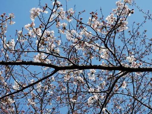 此処の桜は・・・_e0025300_21152023.jpg