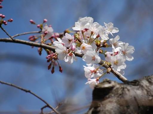 此処の桜は・・・_e0025300_21173375.jpg