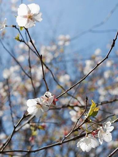 此処の桜は・・・_e0025300_21221932.jpg