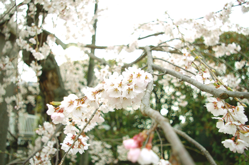 春の写真_f0142001_154387.jpg