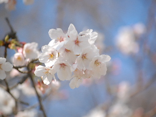 パンを持ってお花見に。_b0137103_134176.jpg