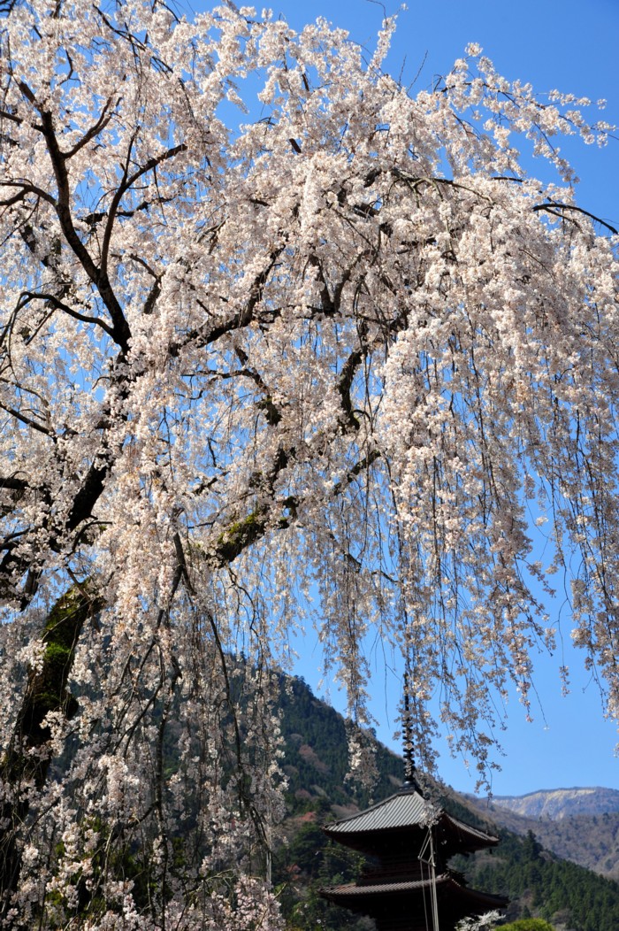 身延山久遠寺　（１）_c0156404_1105346.jpg