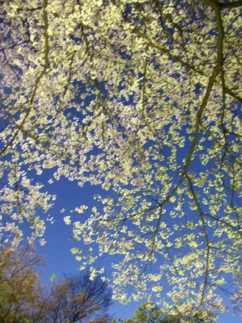 八芳園の春ボジョレーと夜桜花見ビュッフェ_e0123104_5581317.jpg