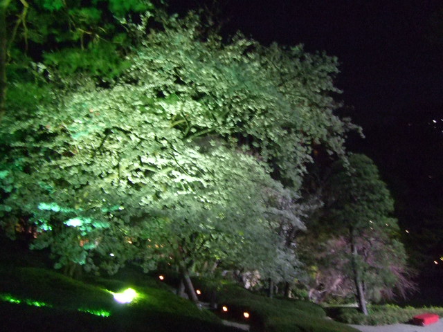八芳園の春ボジョレーと夜桜花見ビュッフェ_e0123104_613375.jpg
