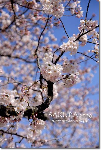 SAKURA 2009   鎌倉_f0065106_18334265.jpg