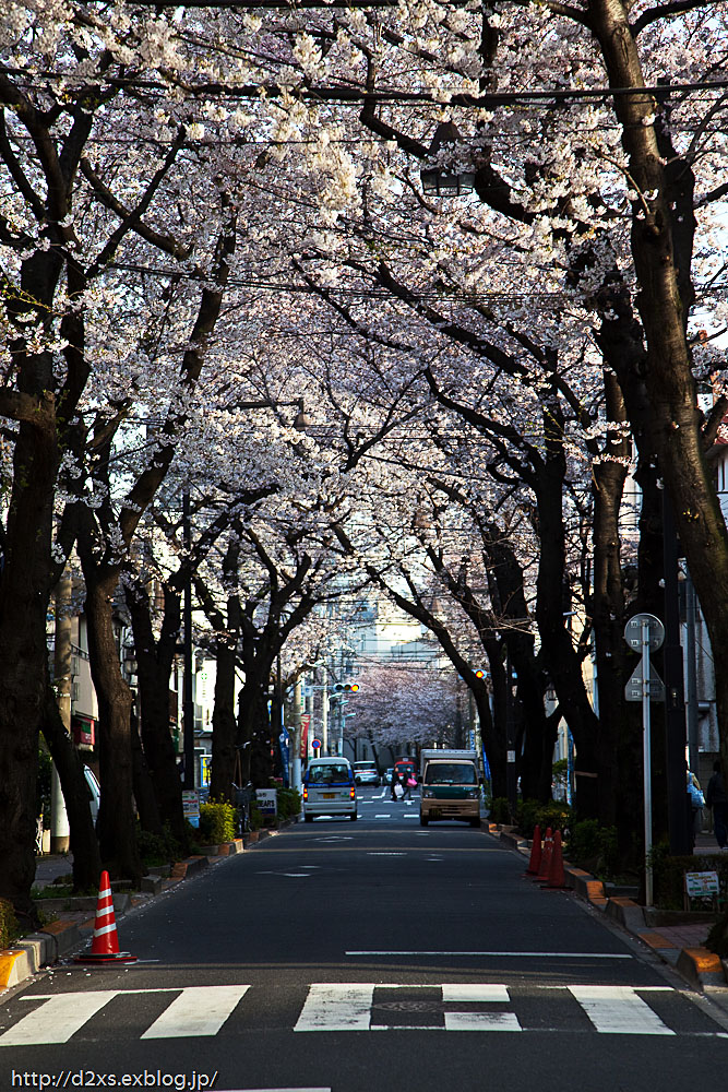 桜_c0108409_2347267.jpg