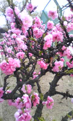 c0180209_1984770.jpg