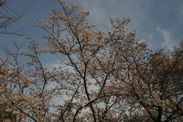 【撮】桜を・・・_f0141609_21393294.jpg