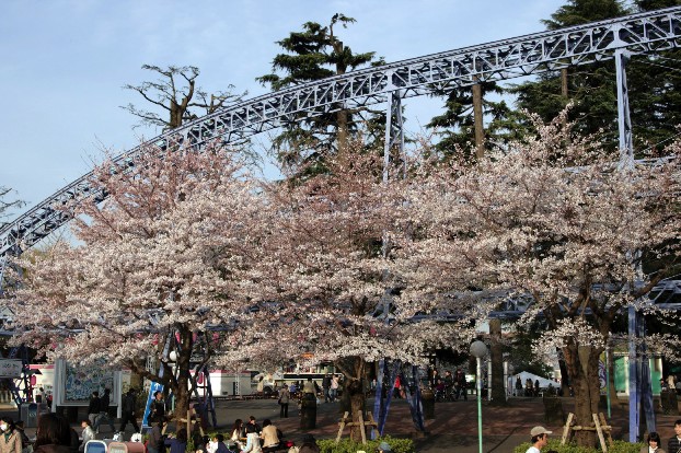 【撮】桜を・・・_f0141609_21401860.jpg
