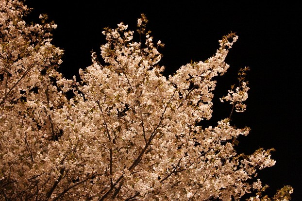 【撮】桜を・・・_f0141609_21413187.jpg