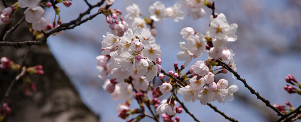 一番美しい宮の桜_b0012811_17385837.jpg