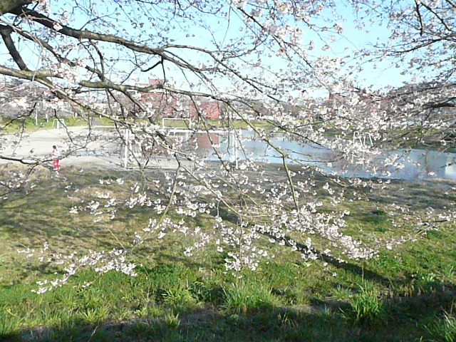 桜とご飯_b0116313_21162355.jpg