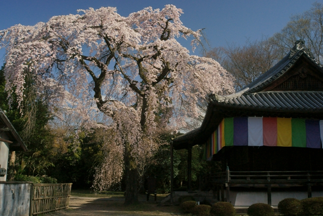 醍醐寺報恩院の桜_e0177413_21494341.jpg