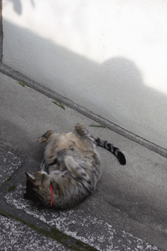 e0156015_17411446.gif