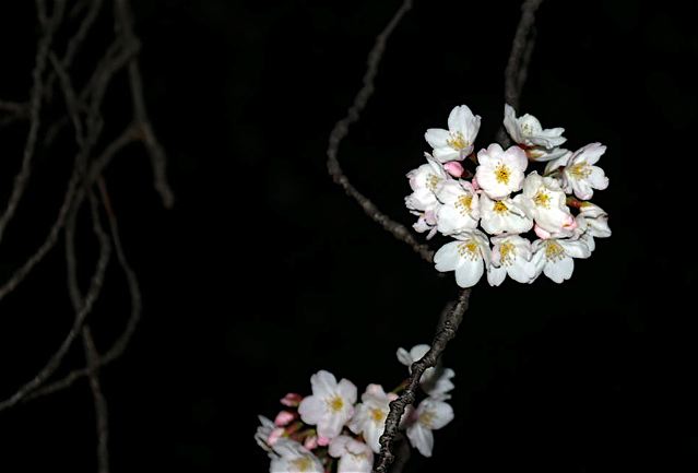 夜桜_b0126317_21482316.jpg