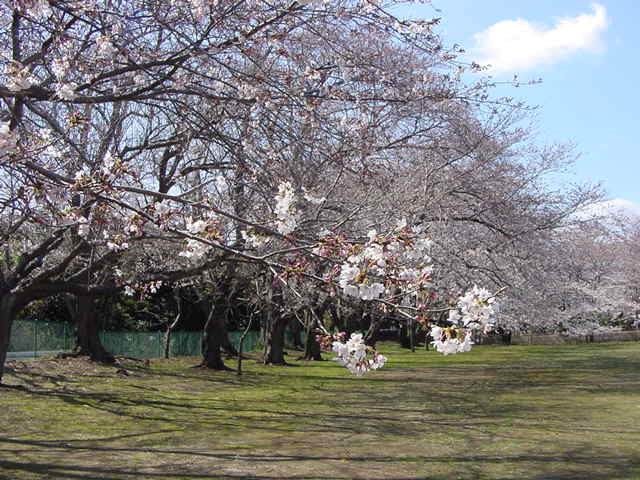 桜めぐり_b0117618_1553590.jpg