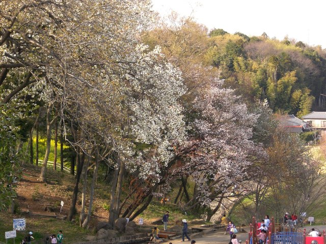 茅ヶ崎里山公園のお花見 チョコのおさんぽ日記