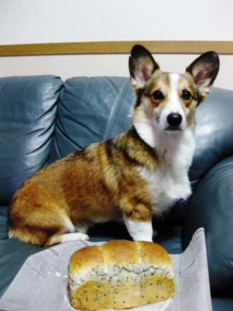 yummy のパン ~3月編_f0155118_7275056.jpg