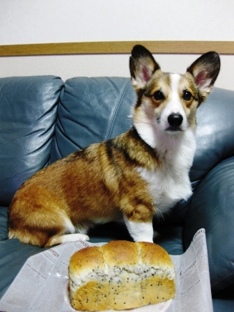 yummy のパン　～３月編_f0155118_7275056.jpg