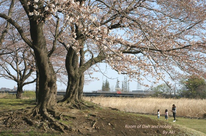 厚木　才戸橋の桜　《P-1》日中シンクロ撮りです。_b0033423_17105620.jpg