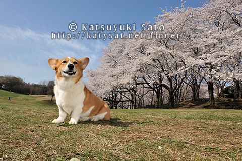桜の撮影会のお知らせです_d0102523_14451347.jpg