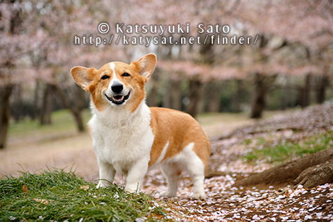 桜の撮影会のお知らせです_d0102523_14453953.jpg