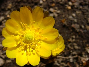 f0170524_138097.jpg