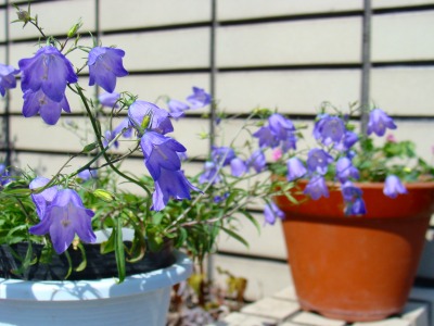f0170524_1383885.jpg