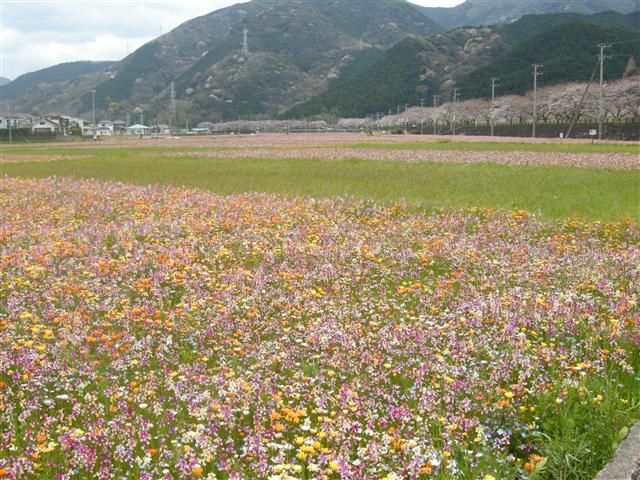 c0039428_2346775.jpg