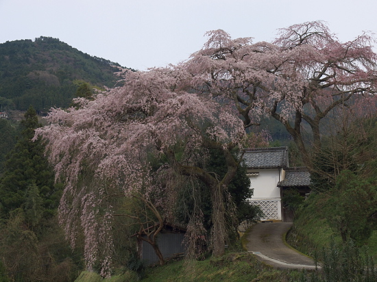 桜花巡礼2009～奈良･下市桜巡り～(3/28)_e0080133_18172444.jpg