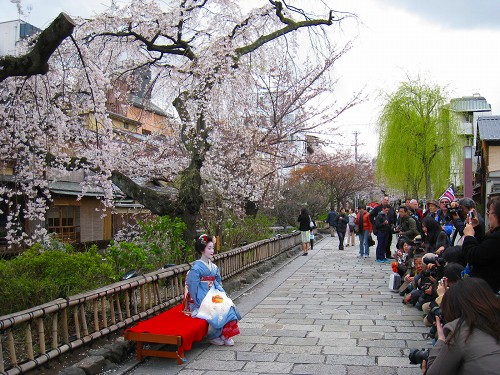 4月1日　祇園白川の桜_a0055835_1920119.jpg