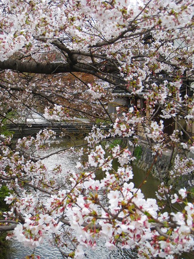 4月1日　祇園白川の桜_a0055835_19251111.jpg