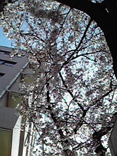 お花見会準備。_e0173239_1328479.jpg