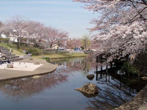 岸根公園のサクラ Walk On Leave It Behind