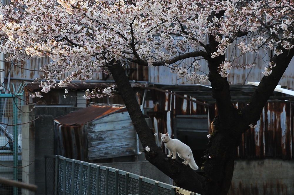 桜と白猫_d0148541_21264359.jpg