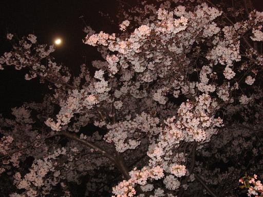 夜桜_a0114842_22311131.jpg