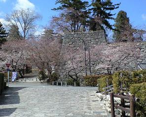 桜が見ごろを迎えました。_f0051247_1084999.jpg