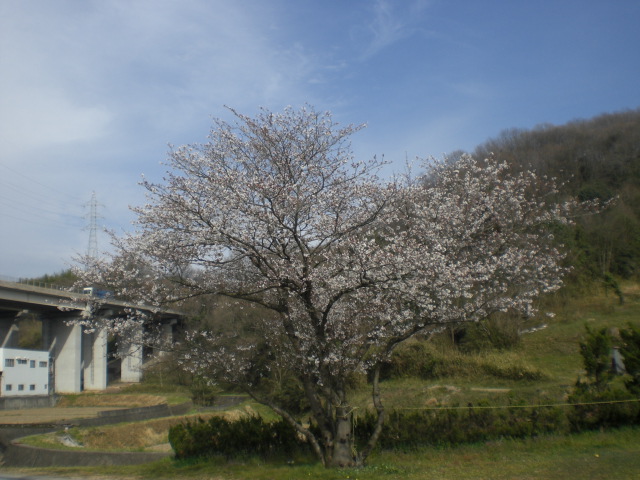 桜・・・・・_b0152548_16261031.jpg