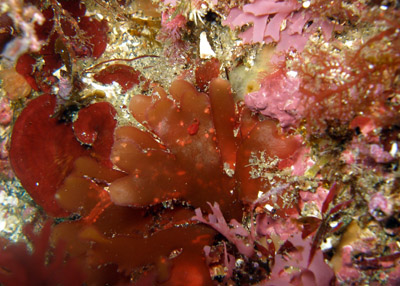 d0058549_1795947.jpg