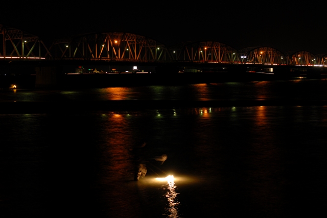 徳島のシラスウナギ漁 阿波踊り 二匹とふたり